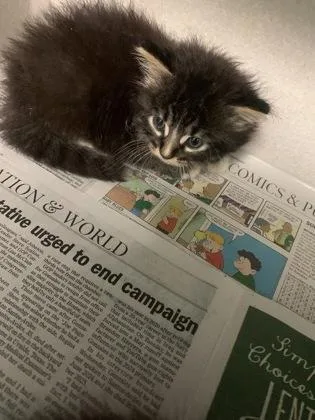 A baby small-sized male Domestic Short Hair cat named Dust Bunny for adoption in New Orleans, LA