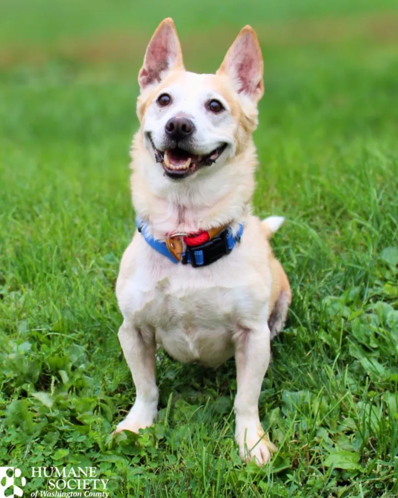 A senior medium-sized male Cardigan Welsh Corgi dog named Buddy for adoption in Hagerstown, MD