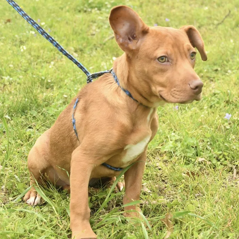 A young small-sized female Red / Chestnut / Orange Terrier dog named Ava for adoption in Natchez, MS