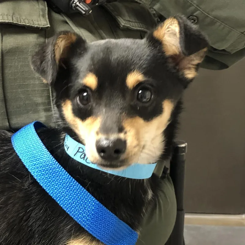 Paco thumbnail 2