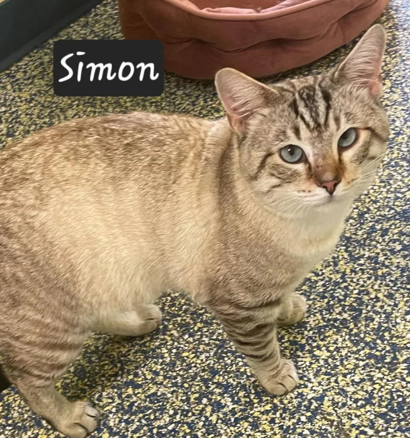 Simon thumbnail 2