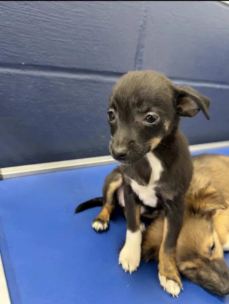 A young medium-sized female Chihuahua dog named Button mo AVA for adoption in Sterling, MA