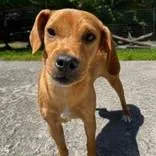 A young medium-sized female Brown / Chocolate Mixed Breed dog named Drew for adoption in Portsmouth, OH