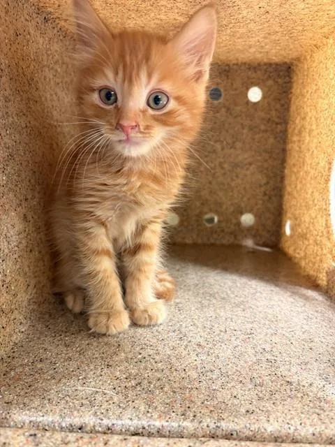 A baby small-sized male Domestic Short Hair cat named Garfield for adoption in Riverside, CA