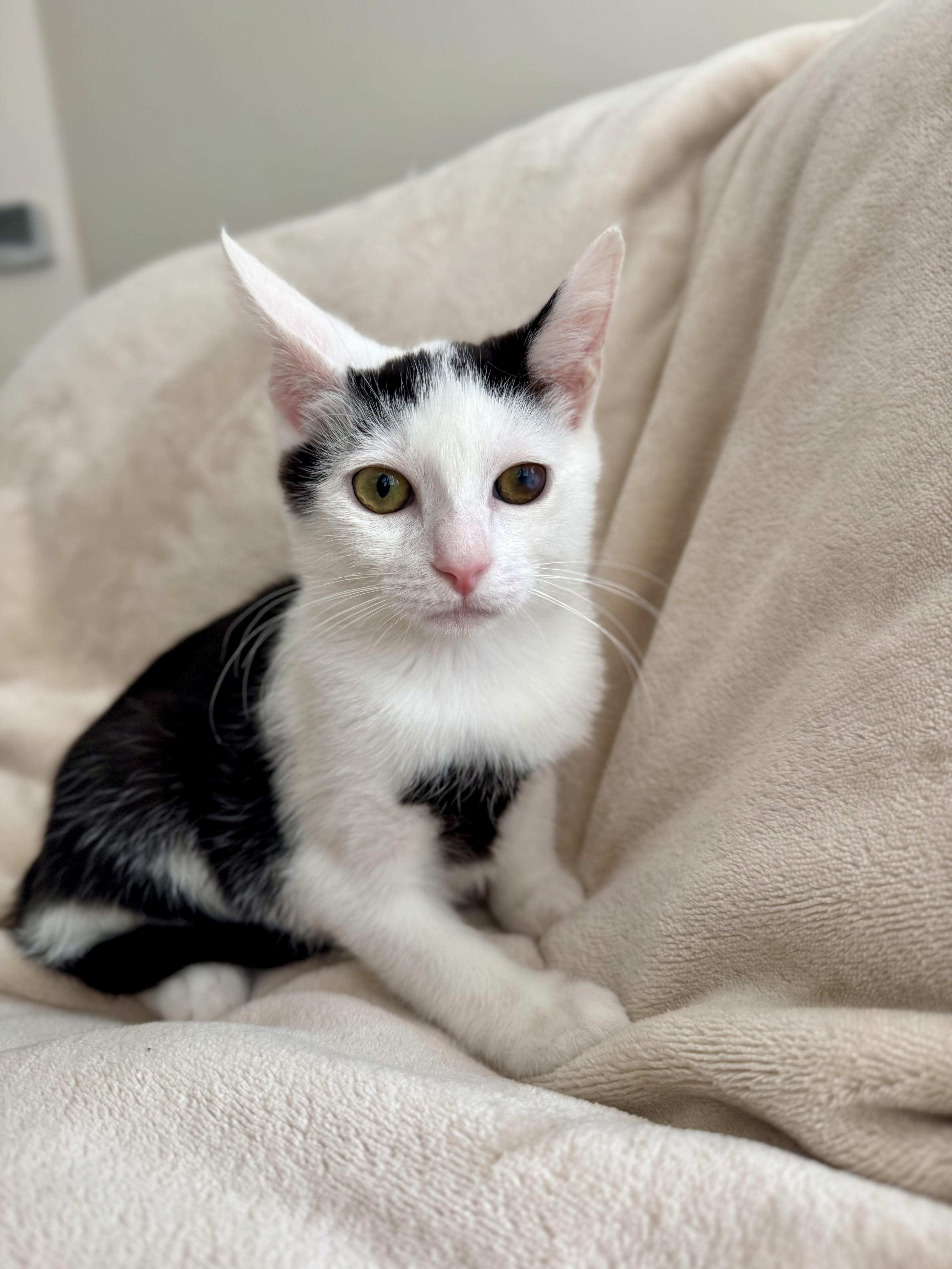 A baby medium-sized female Black & White / Tuxedo Domestic Short Hair cat named Cookie for adoption in Nutley, NJ