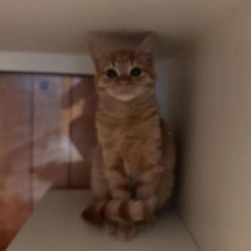 A baby small-sized female Orange / Red Domestic Short Hair cat named Malibu for adoption in Rocky Mount, VA