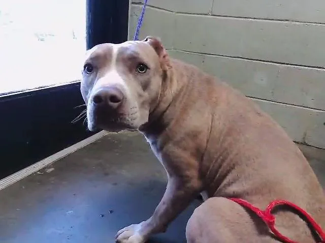 A young large-sized female Pit Bull Terrier dog named Miley for adoption in Tulsa, OK