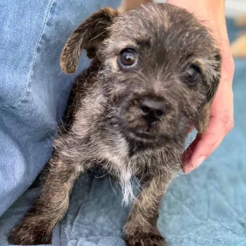 A baby small-sized female Black Dachshund dog named Mint for adoption in Sacramento, CA