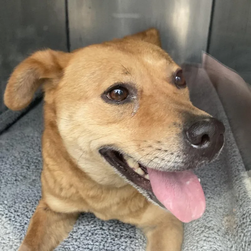 An adult medium-sized female Brown / Chocolate Mixed Breed dog named Vinyl for adoption in Philadelphia, PA