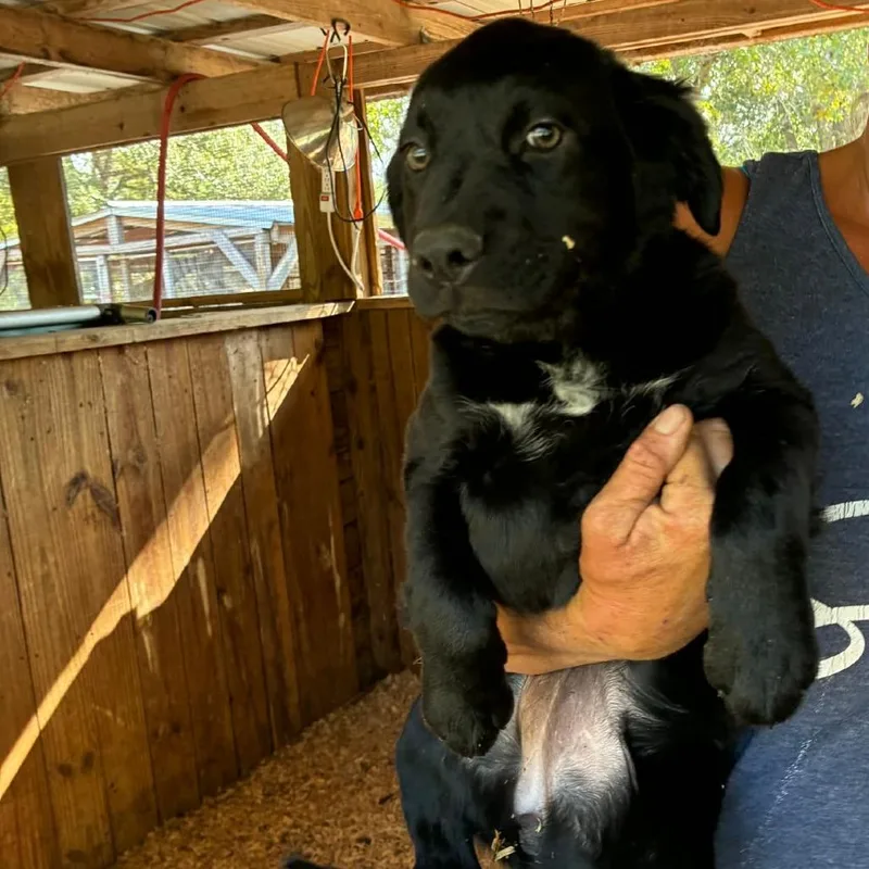 A baby medium-sized female Black Mixed Breed dog named Charlotte for adoption in Williston, FL