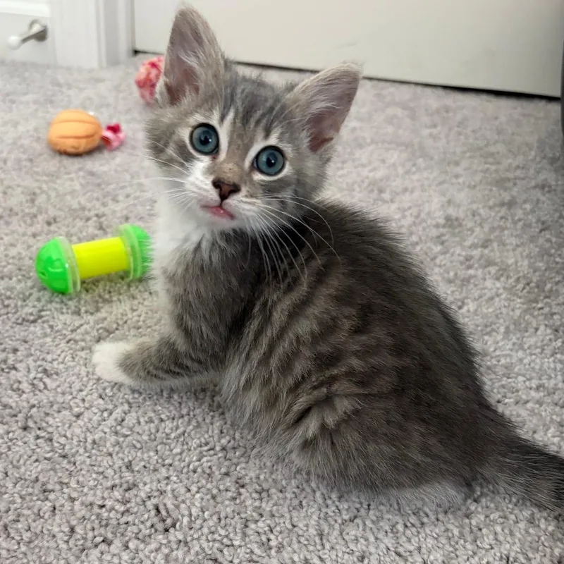 A baby small-sized female Gray / Blue / Silver Domestic Short Hair cat named Millie for adoption in Gainesville, GA