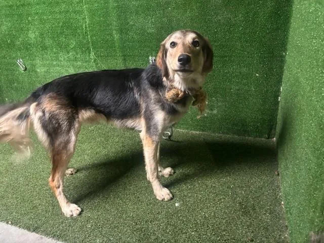 A young medium-sized male German Shepherd Dog dog named Jamba for adoption in Lancaster, CA
