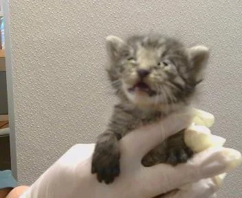 A baby small-sized male Domestic Medium Hair cat named Lewis for adoption in Sacramento, CA