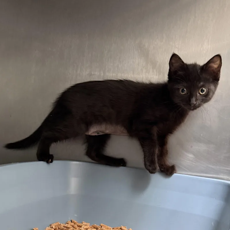 A baby small-sized female Black Domestic Short Hair cat named Raven for adoption in Oakland, CA