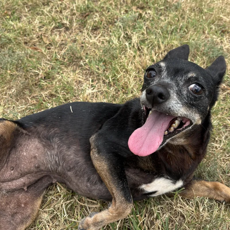 A senior small-sized female Black Chihuahua dog named Juniper for adoption in Lowell, AR
