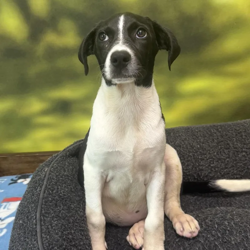 A baby medium-sized female Black Mixed Breed dog named Iris for adoption in Auburn, NH