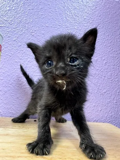 A baby small-sized male Black Domestic Medium Hair cat named Licorice for adoption in El Paso, TX