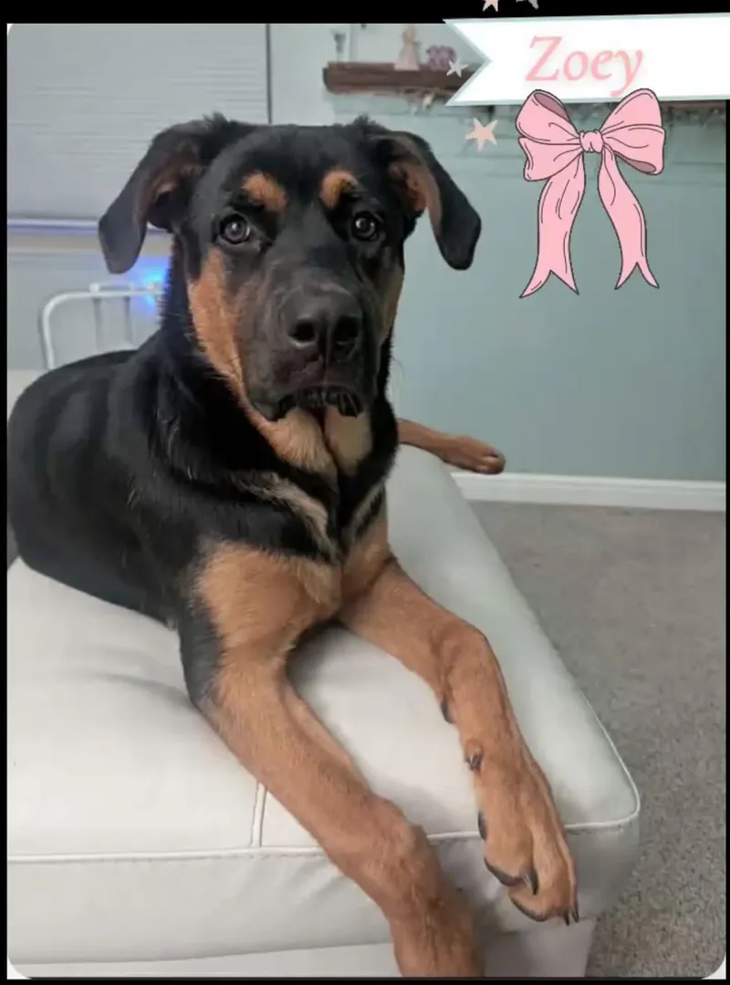A baby extra large-sized female Rottweiler dog named Zoey for adoption in Saginaw, MI