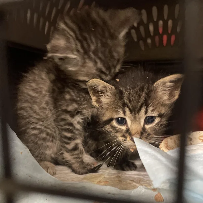 A baby small-sized male Brown / Chocolate Domestic Short Hair cat named Costello for adoption in Eureka Springs, AR