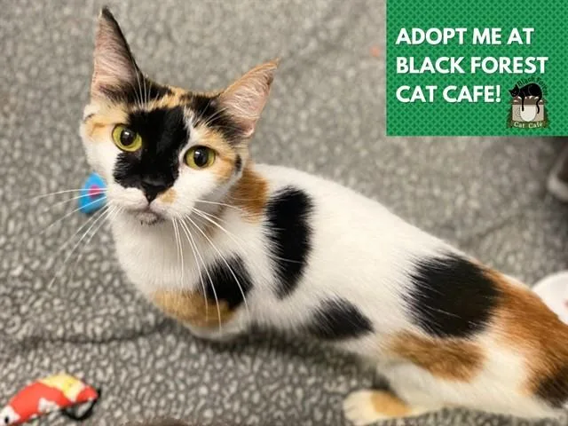 A young medium-sized female Domestic Short Hair cat named Cashmere for adoption in Fort Wayne, IN
