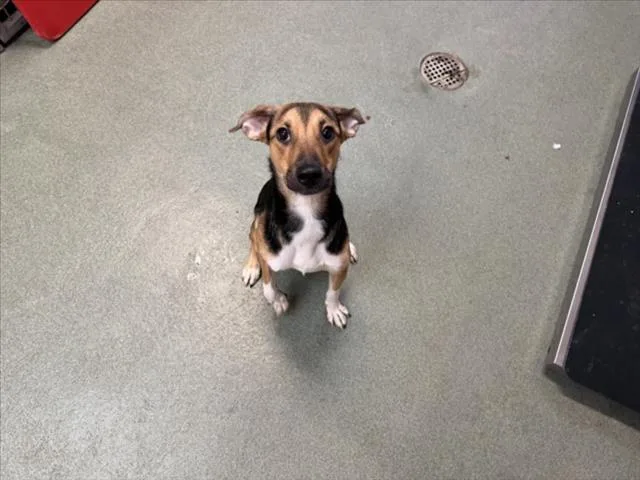 A young medium-sized female Mixed Breed dog named Desdemona for adoption in Santa Fe, NM