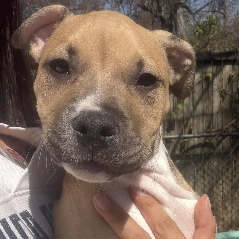 A baby medium-sized female Pit Bull Terrier dog named Maple for adoption in Krum, TX