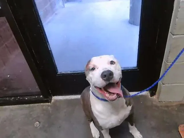 An adult large-sized male Pit Bull Terrier dog named Cosmo for adoption in Tulsa, OK