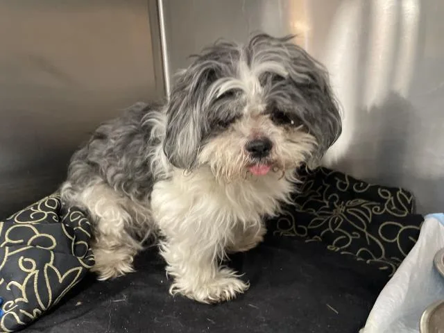 A senior small-sized male Maltese dog named Sherry for adoption in Thousand Palms, CA