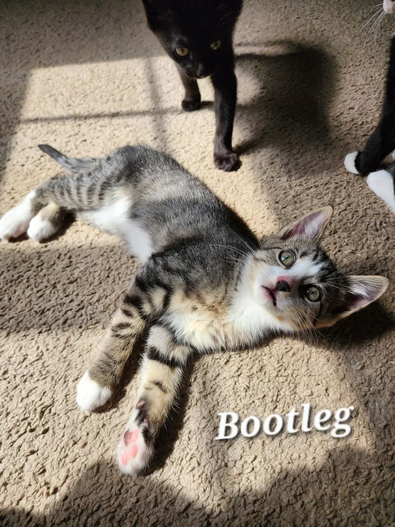A baby small-sized female Tabby (Buff / Tan / Fawn) Domestic Short Hair cat named Bootleg for adoption in Bentonville, AR