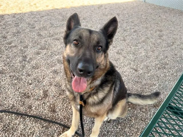 A young large-sized male German Shepherd Dog dog named Kairo for adoption in Mesa, AZ