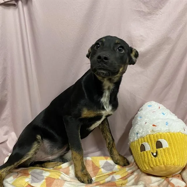 A baby small-sized female Australian Kelpie dog named Smidge for adoption in Modesto, CA