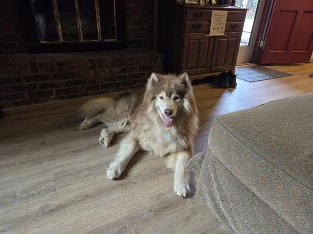 A young large-sized male Alaskan Malamute dog named Baby for adoption in Haw River, NC