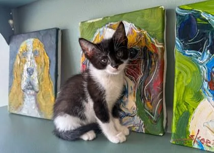 A baby small-sized female Domestic Short Hair cat named Clam for adoption in San Antonio, TX