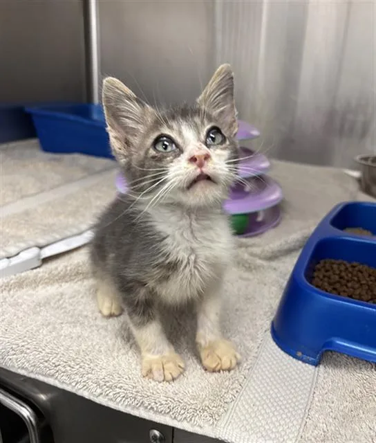 A baby small-sized male Domestic Short Hair cat named Scar for adoption in Rosenberg, TX