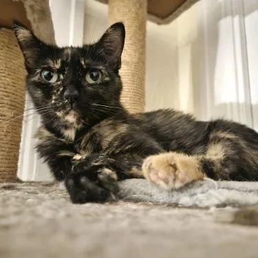 An adult small-sized female Tortoiseshell Domestic Short Hair cat named Alice  Apply at for adoption in Georgetown, KY