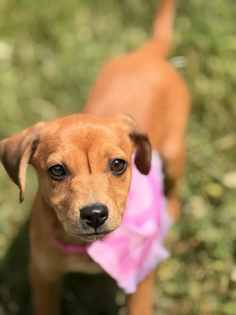 A baby medium-sized female Chihuahua dog named Sierra for adoption in Sparta, NJ