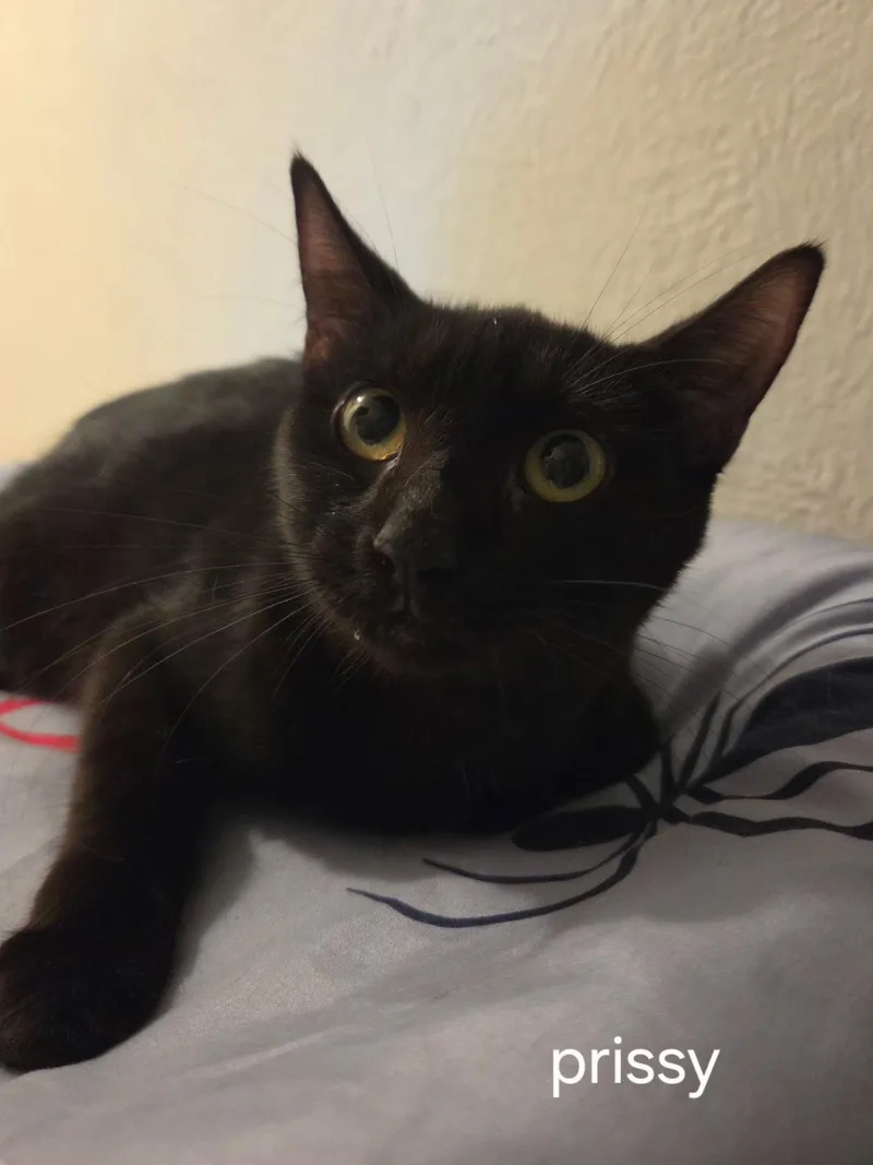 A young medium-sized female Black Domestic Short Hair cat named Prissy for adoption in Oviedo, FL