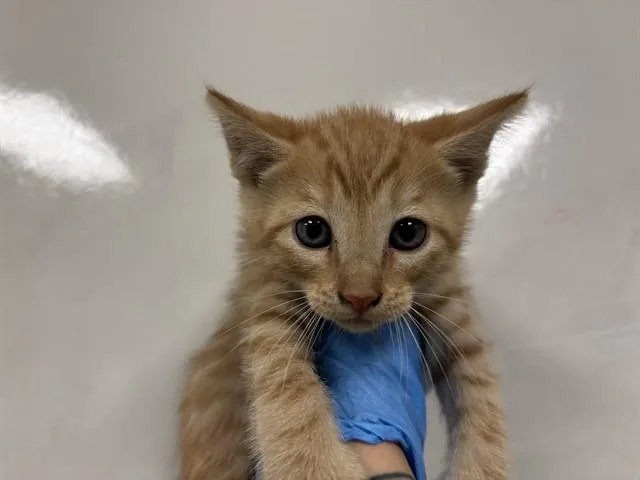 A baby small-sized male Domestic Short Hair cat named Pudding for adoption in Ontario, CA