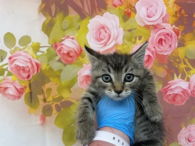 A baby small-sized male Domestic Short Hair cat named Pierre for adoption in San Bernardino, CA