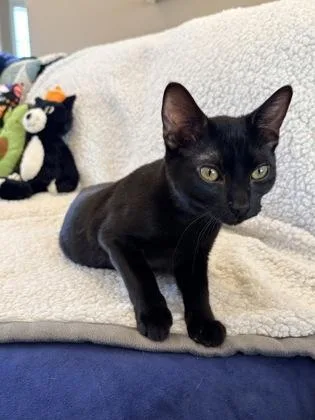 Tiddly $ @ Petco thumbnail 2