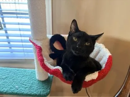 Tiddly $ @ Petco thumbnail 3