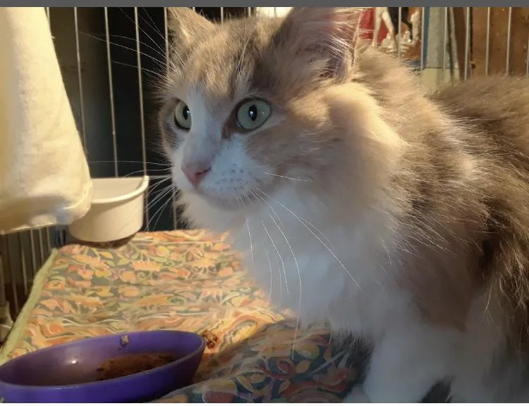 Bonded Pair thumbnail 2