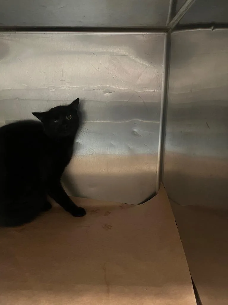A young large-sized male Domestic Short Hair cat named Shade for adoption in Cartersville , GA
