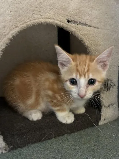 A baby small-sized male Domestic Short Hair cat named Kayak for adoption in New Orleans, LA
