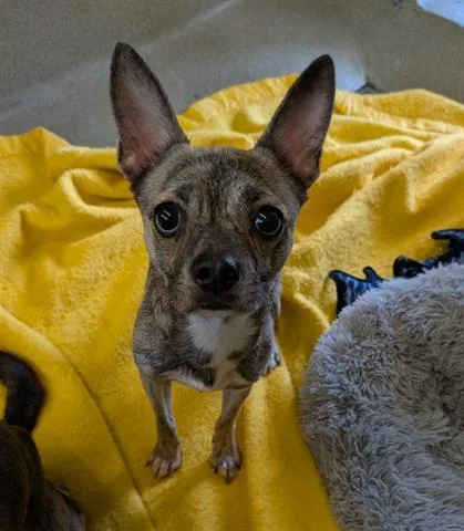 An adult small-sized female Patterdale Terrier / Fell Terrier dog named Topanga for adoption in San Martin, CA