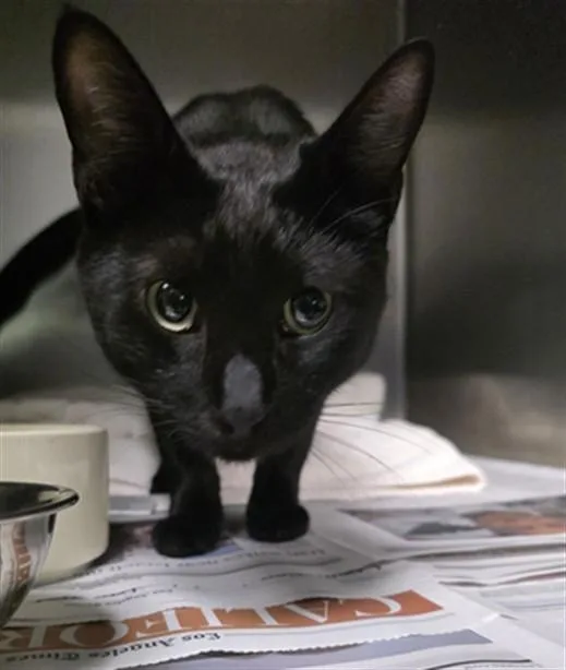 A young large-sized male Domestic Short Hair cat named Garfield for adoption in Los Angeles, CA