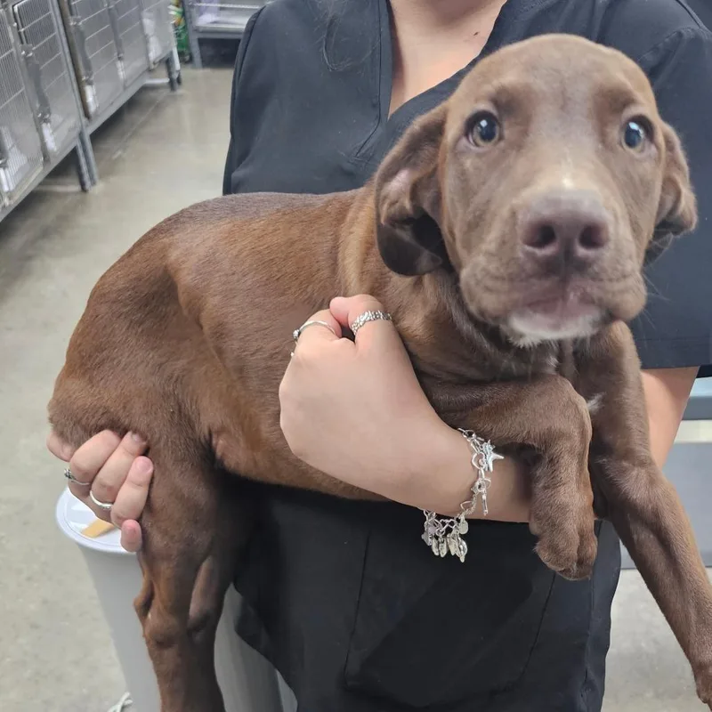 A baby small-sized female Brown / Chocolate Chocolate Labrador Retriever dog named Megaphone for adoption in Midland, TX