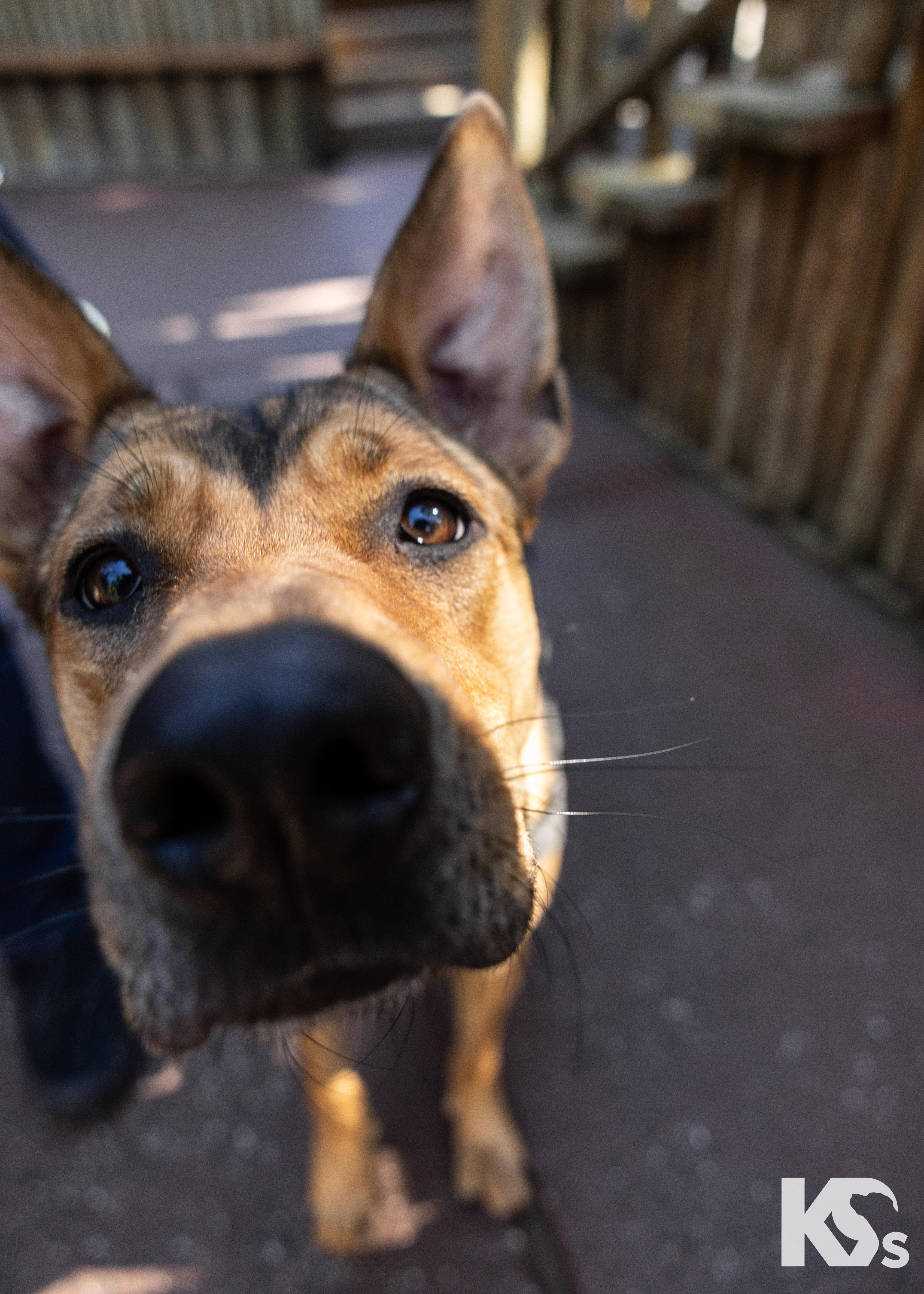 An adult medium-sized female Golden German Shepherd Dog dog named Puma for adoption in Ponte Vedra, FL
