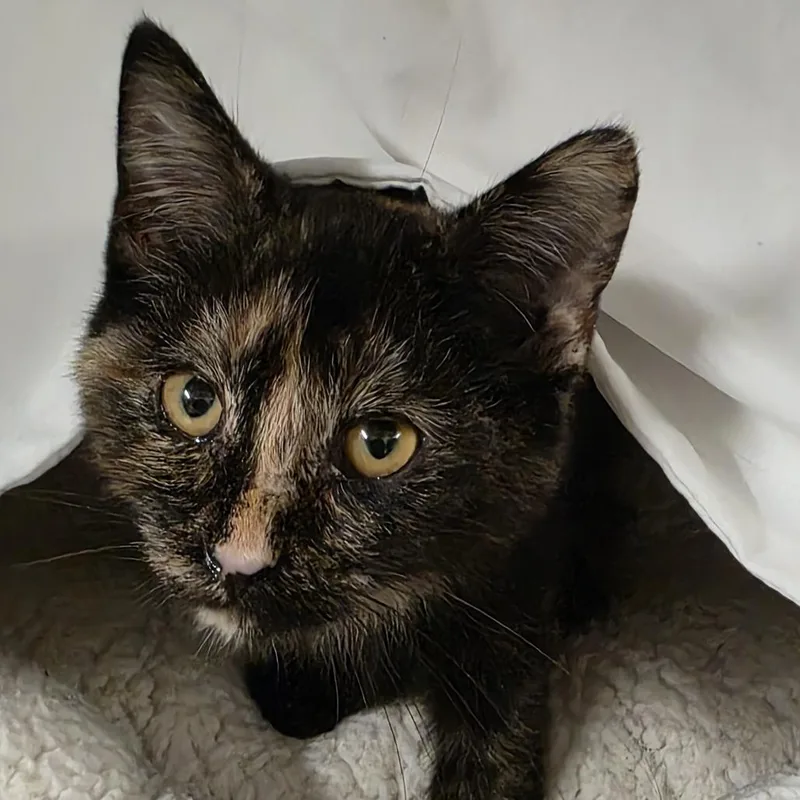A baby small-sized female Domestic Medium Hair cat named Darling for adoption in Kennebunk, ME