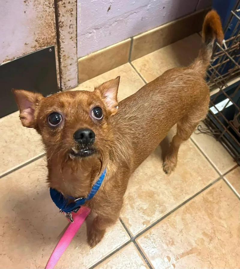 An adult small-sized male Golden Chihuahua dog named Pj for adoption in Oak Ridge, NJ